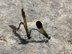 Calopteryx aequabilis