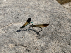 Calopteryx aequabilis