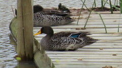 Anas undulata undulata