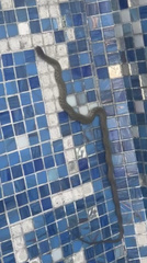 Fowlea flavipunctata