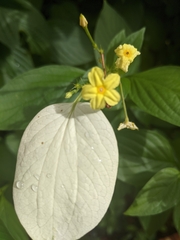 Pseudomussaenda flava