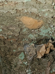 Lymantria dispar