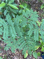 Adenanthera