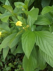 Pseudomussaenda flava