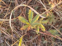 Potentilla gracilis