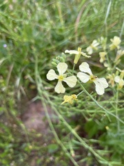 Raphanus raphanistrum