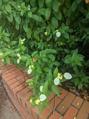 Pseudomussaenda flava