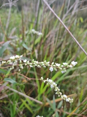 Persicaria hydropiperoides