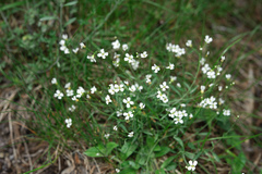 Arabidopsis