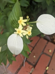 Pseudomussaenda flava