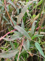 Persicaria hydropiperoides