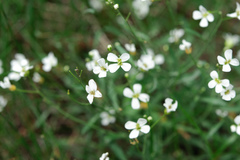 Arabidopsis