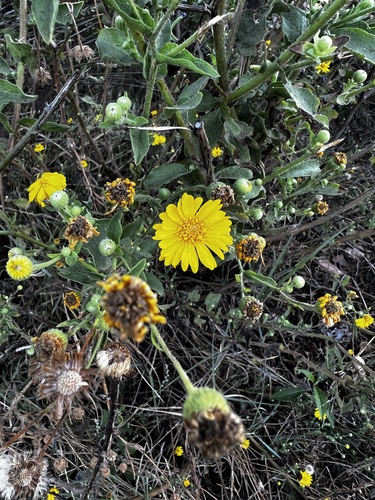 Heterotheca subaxillaris image