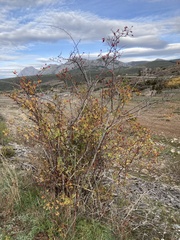 Rosa canina