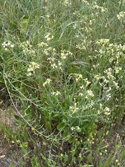 Raphanus raphanistrum