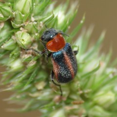 Collops vittatus
