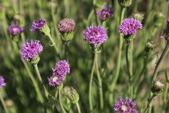 Pseudopegolettia tenella