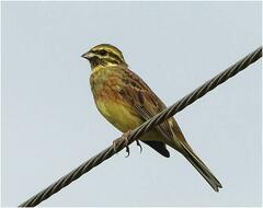 Emberiza cirlus