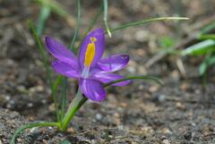 Crocus minimus