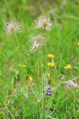 Pulsatilla vulgaris