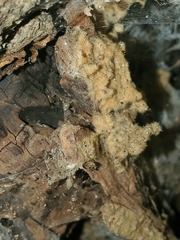 Lymantria dispar