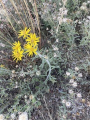 Heterotheca zionensis