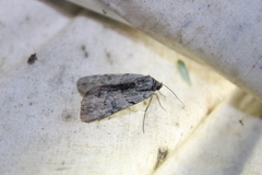 Catocala gracilis