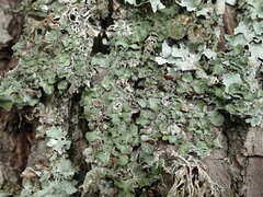 Pleurosticta acetabulum