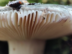 Russula virescens