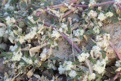 Guilleminea densa