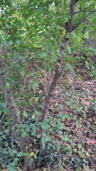 Ulmus minor