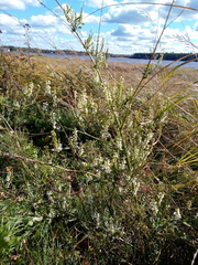 Melilotus albus image
