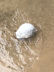 Chilomycterus schoepfii