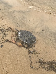 Chilomycterus schoepfii