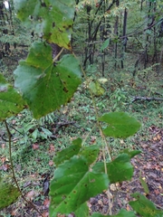 Vitis vulpina