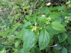 Ocimum campechianum