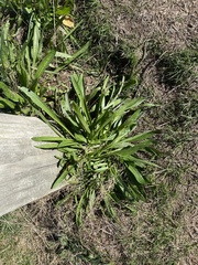 Plantaginaceae