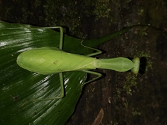 Hierodula latipennis