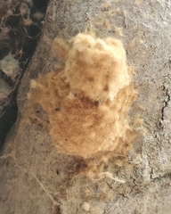 Lymantria dispar
