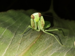 Hierodula latipennis