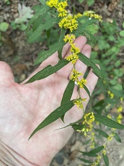 Solidago caesia