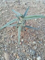 Palafoxia arida arida