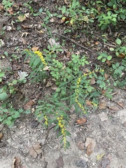 Solidago caesia