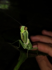 Hierodula latipennis