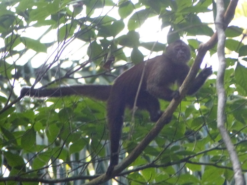 Cebus olivaceus