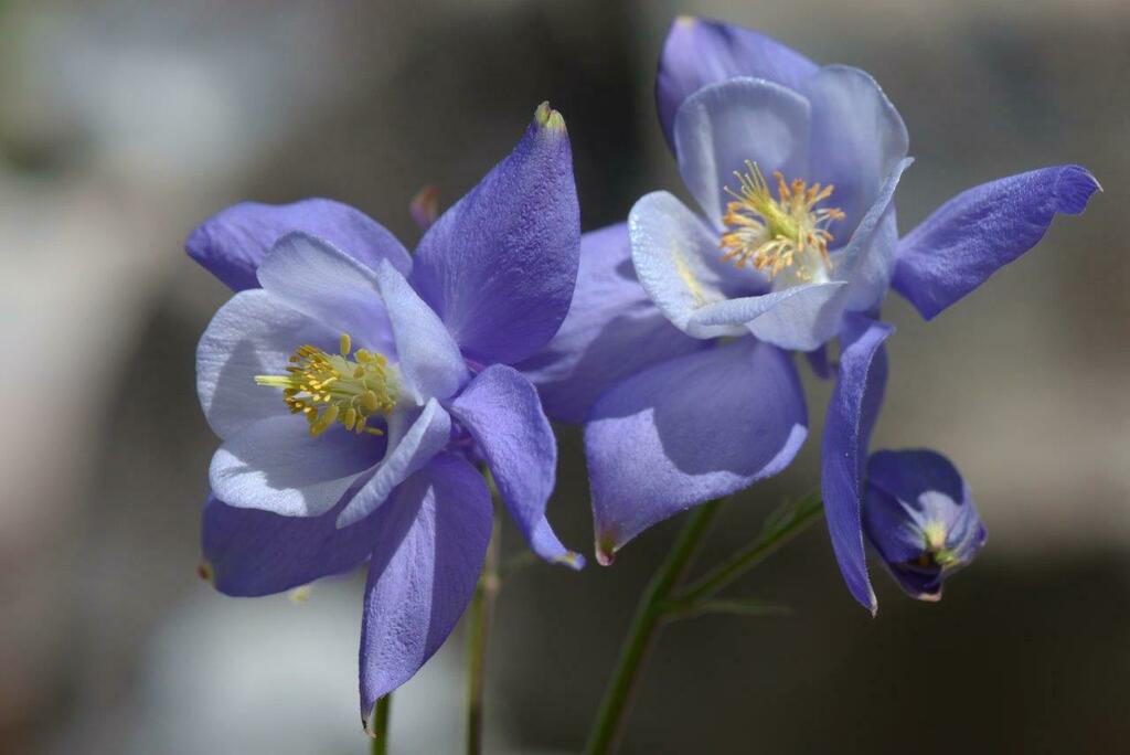 Aquilegia bernardii