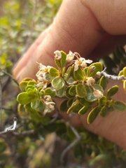 Agathosma venusta