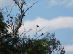 Patagioenas picazuro