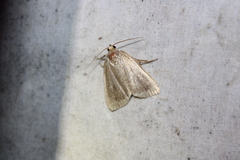 Amphipyra glabella