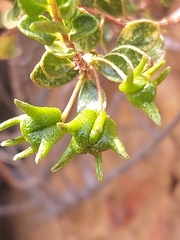 Agathosma venusta